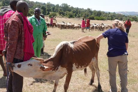 A bovine is securely held as Dr Saitoti and Dr Natalee proceeds with an evaluation.