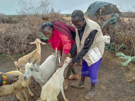 In Kargi, Vane Memba, a veterinary student, administers medication to a herd belonging to an elderly man.