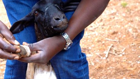 Animals being treated